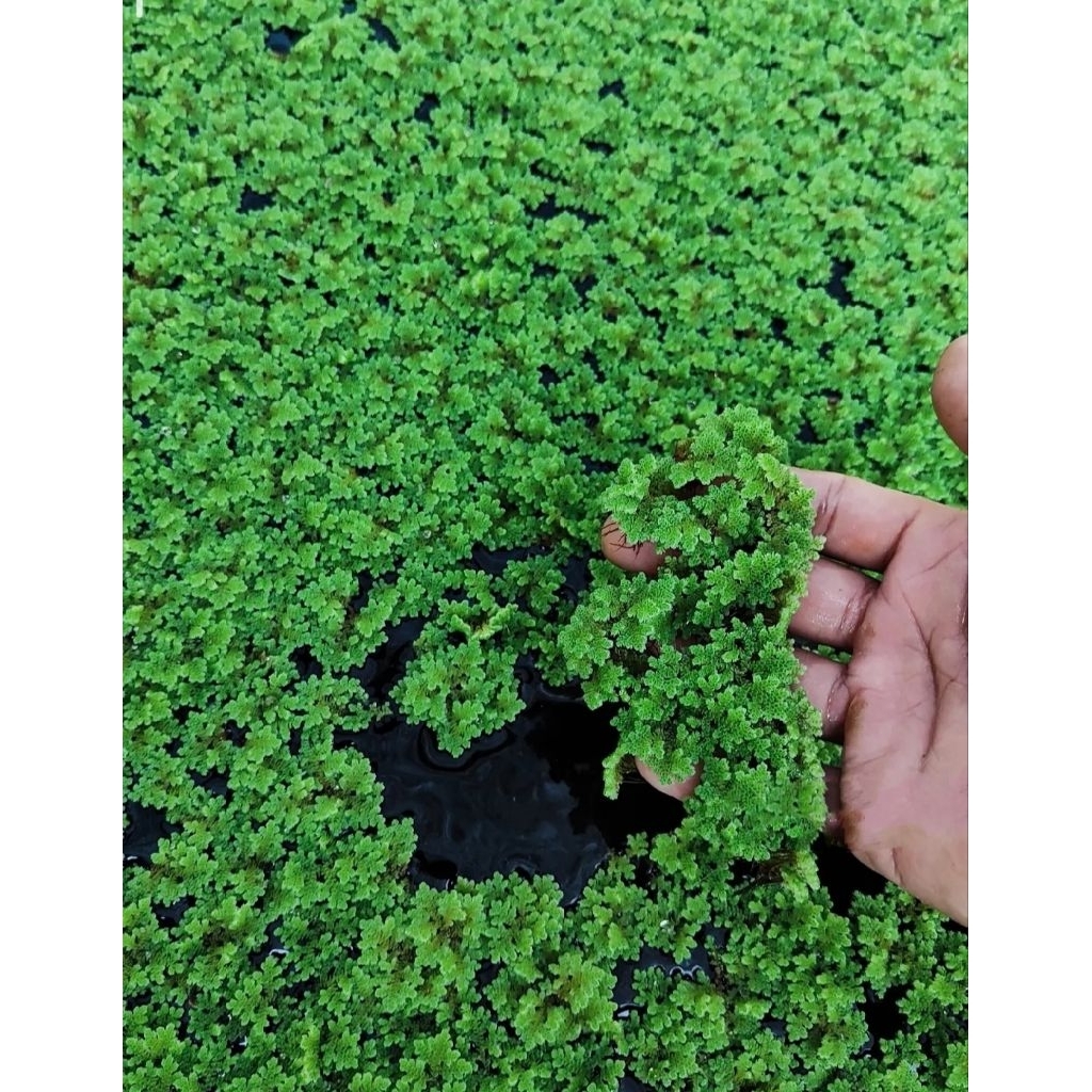 azolla bibit azolla pakan ternak