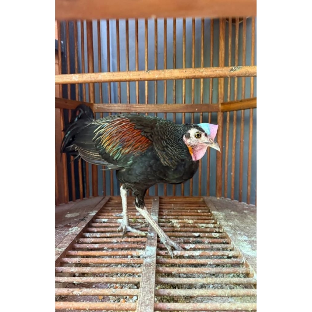 DOC Ayam Hias Hutan Hijau Unik