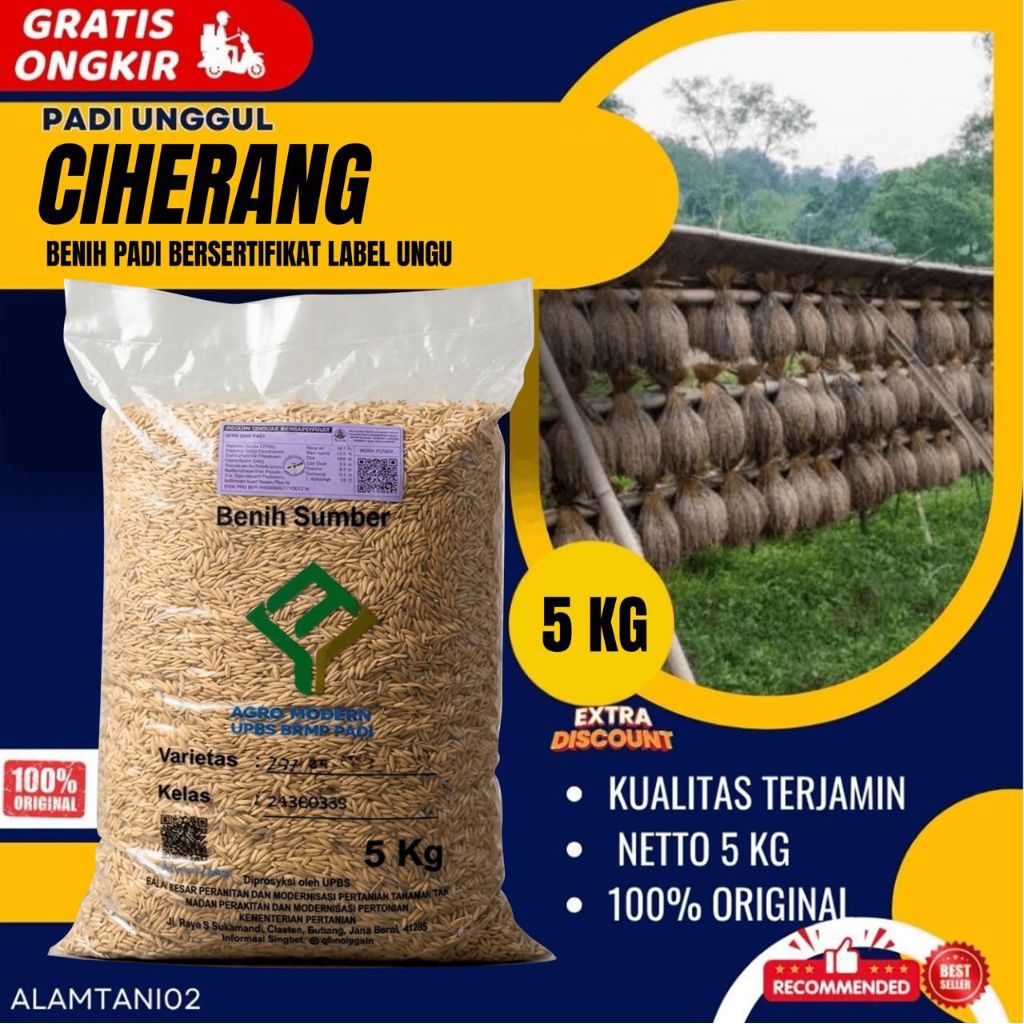 Benih padi bibit padi CIHERANG bersertifikat kualitas premium kemasan 5 kg