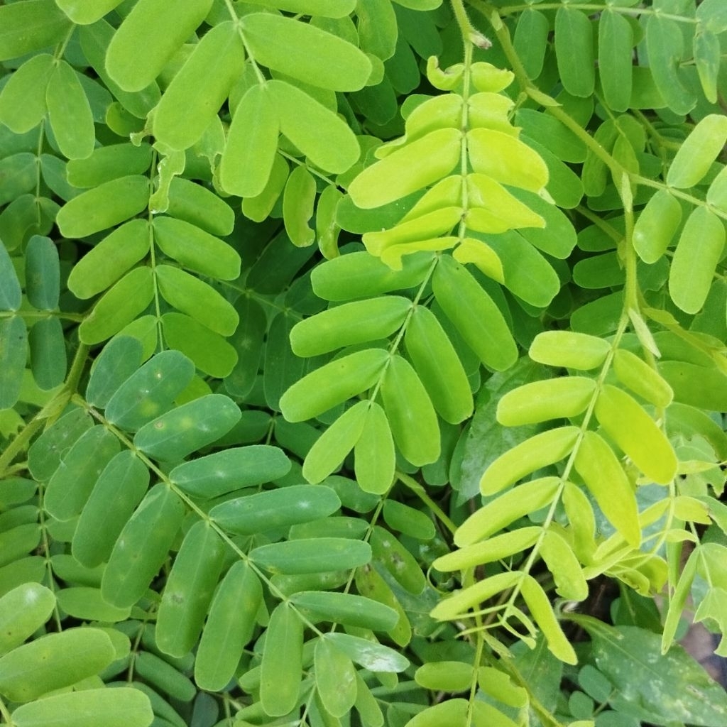 DAUN ASEM JAWA SEGAR 100 GRAM