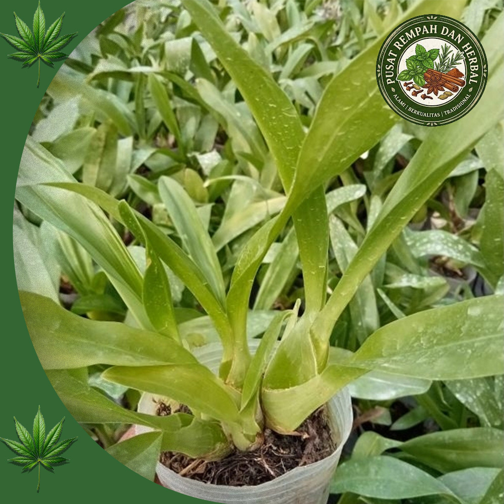 Anggrek Grammatophyllum Martae Seedling Dewasa