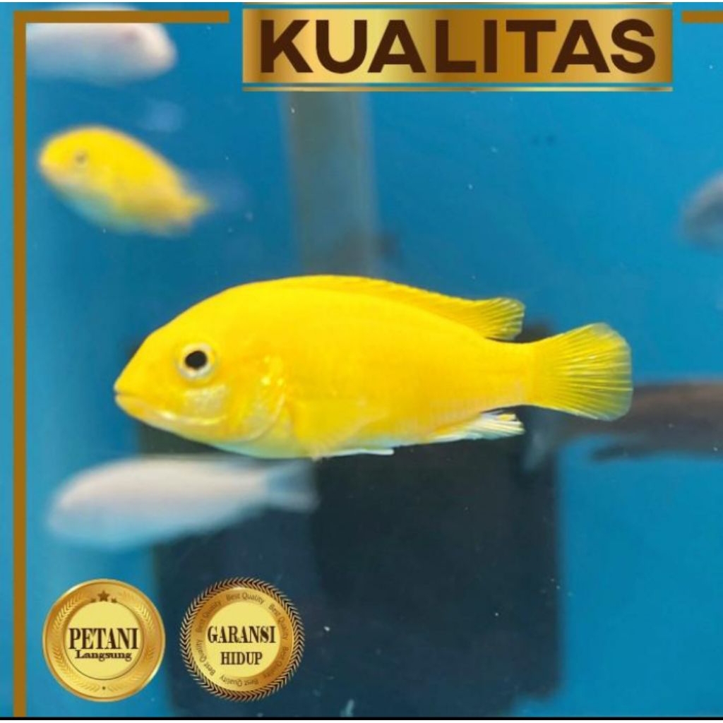 Cichlid Lemon XL Ikan Hias Aquascape