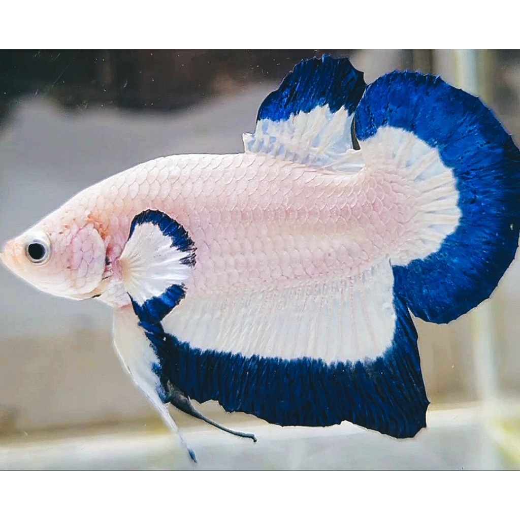 Betta Plakat Blue Rim Butterfly Double Tail - Elegan, Warna Menawan, Kualitas Unggul
