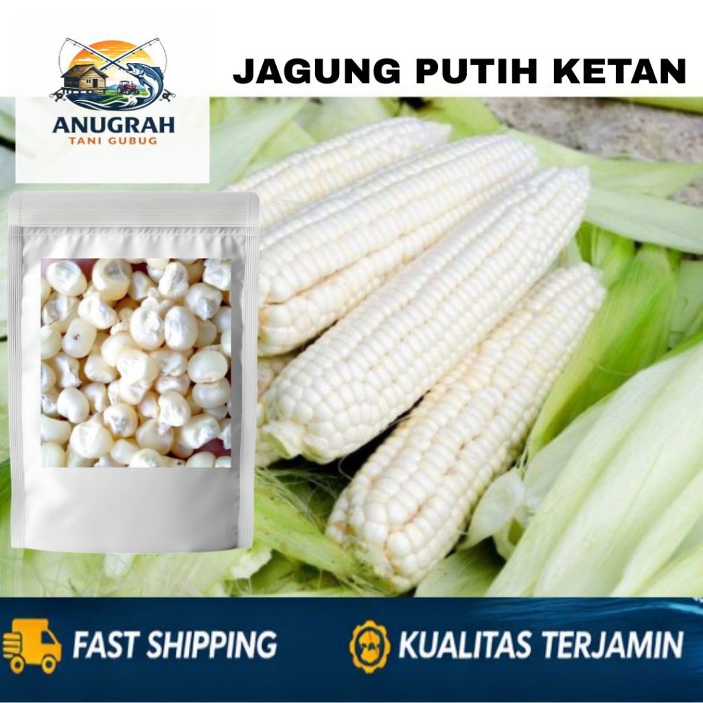 (COD) 100 BUTIR BIJI BENIH JAGUNG PULUT KETAN PUTIH - BENIH JAGUNG UNGGULAN
