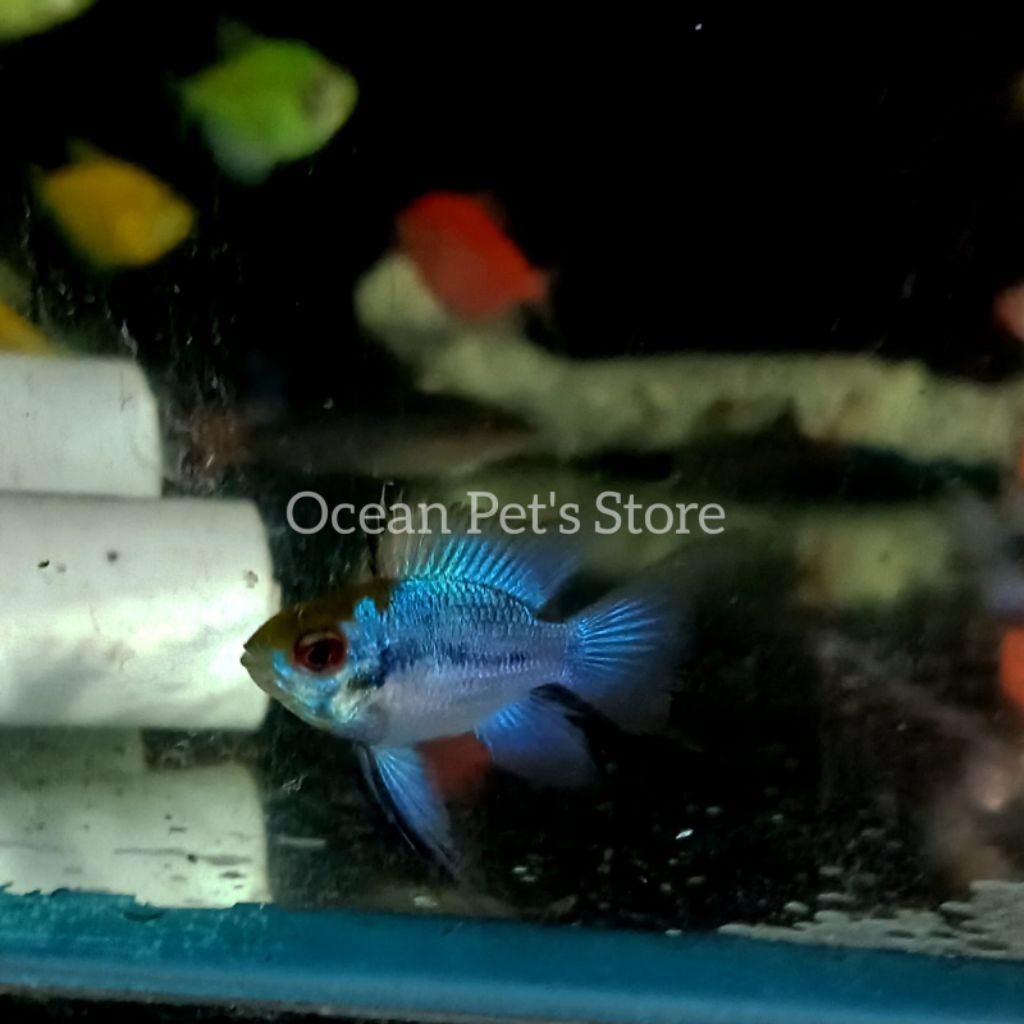 ikan hias ramirezi ikan hias blue elektrik hiasan aquarium aquascape