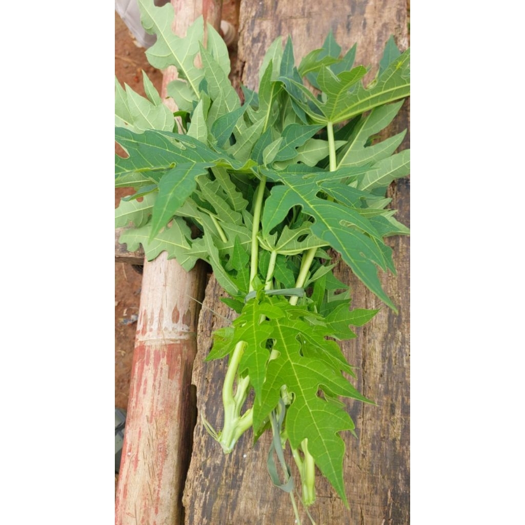 lalapan daun pepaya