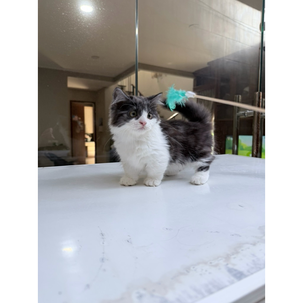 Kucing Munchkin