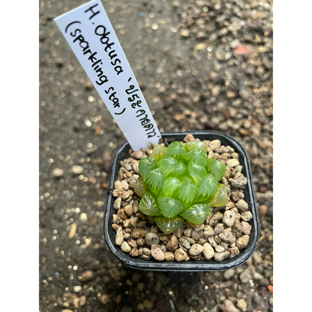 Haworthia obtusa Sparkling Star