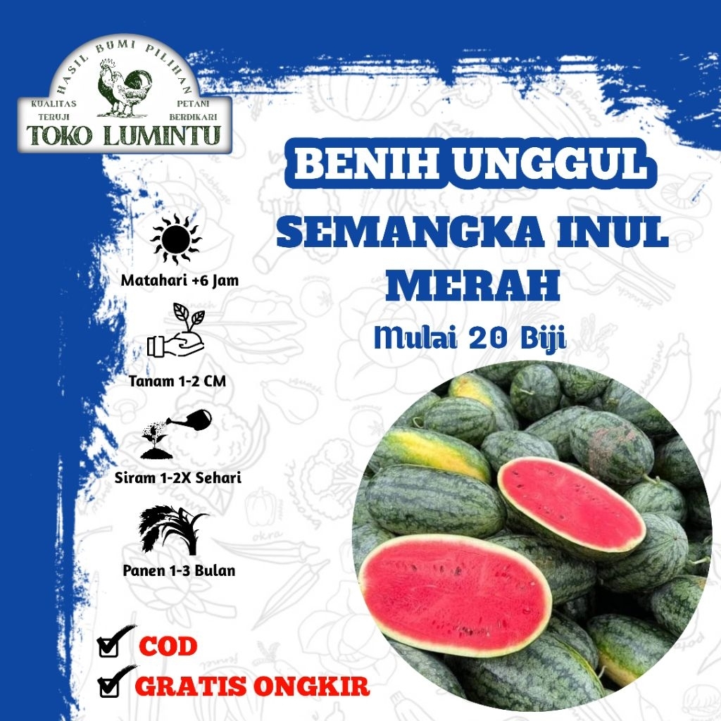 ​Benih Semangka Inul Merah Unggul - Bibit Semangka Lonjong Super Manis