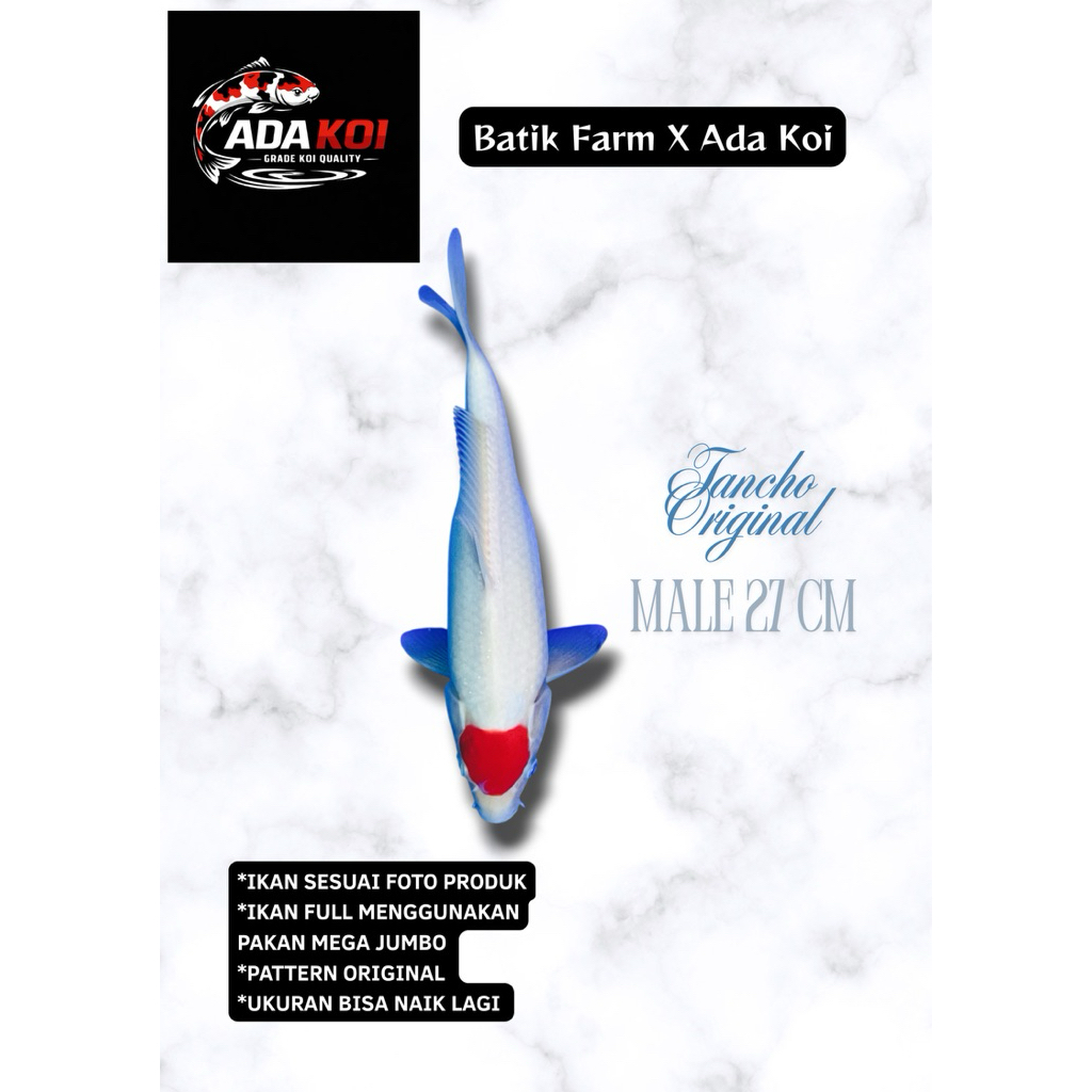 Tancho HQ - Ikan Koi Blitar HQ - Koi Blitar - Ikan Koi
