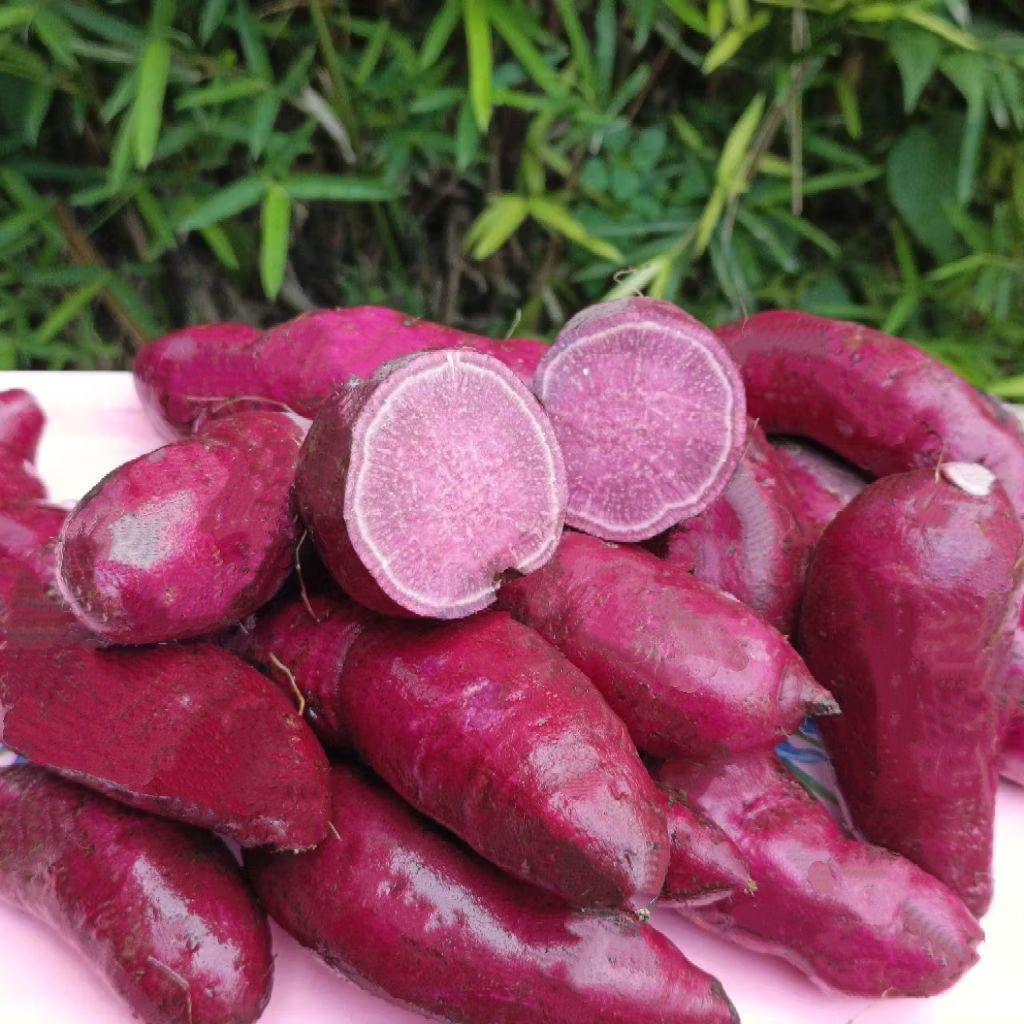 UBI UNGU FRESH PACET 1KG/ ASLI PEGUNUNGAN PACET / UBI MENTAH MANIS