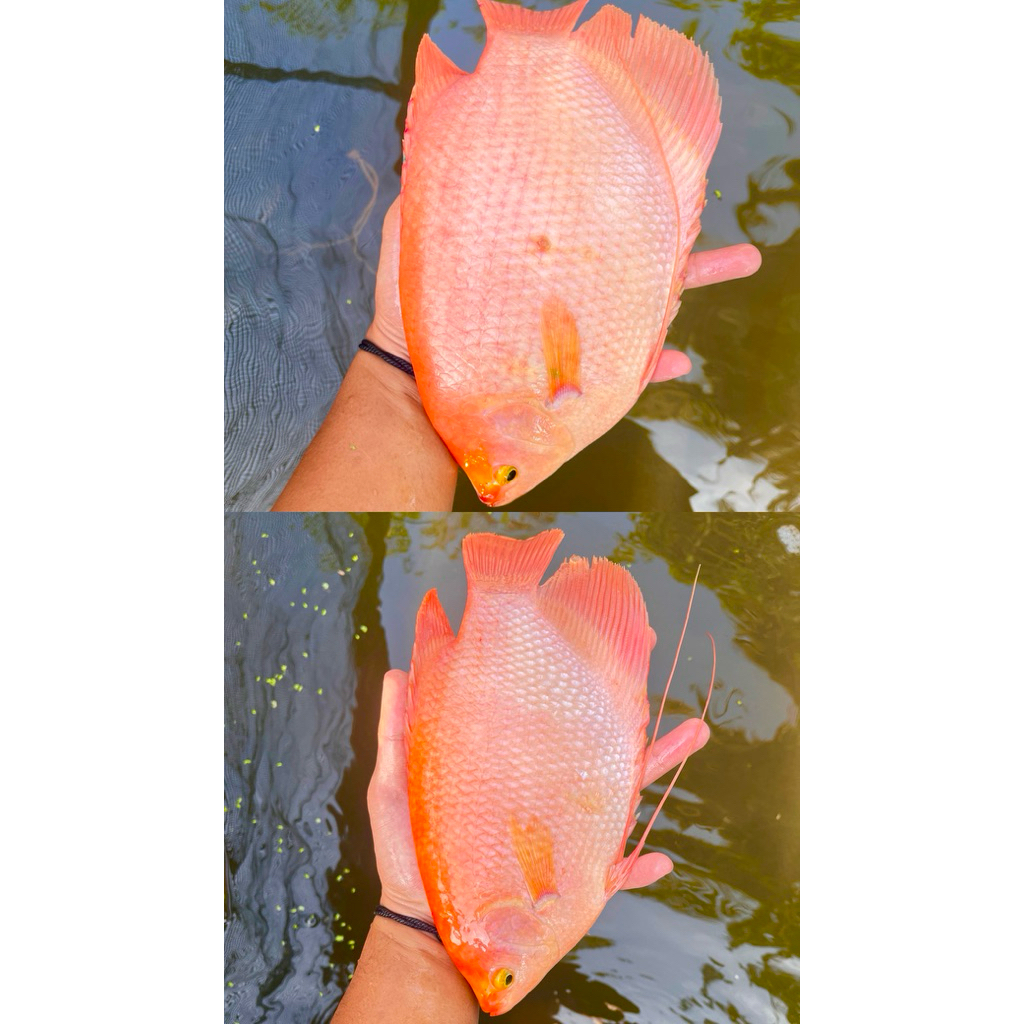 gurame padang jumbo