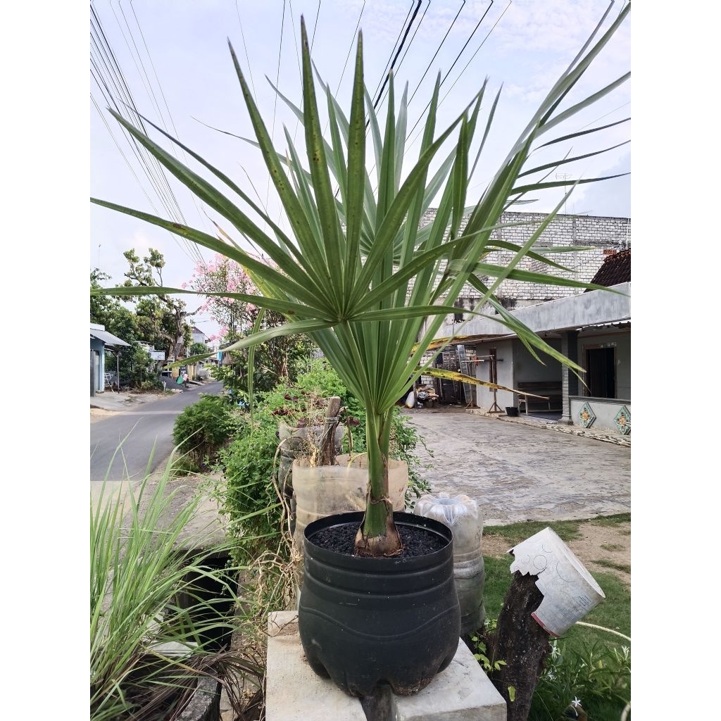 Bibit Pohon Lontar Krambrola (Jenis Bibit Lontar Yang Mudah Berbuah) 1 pot