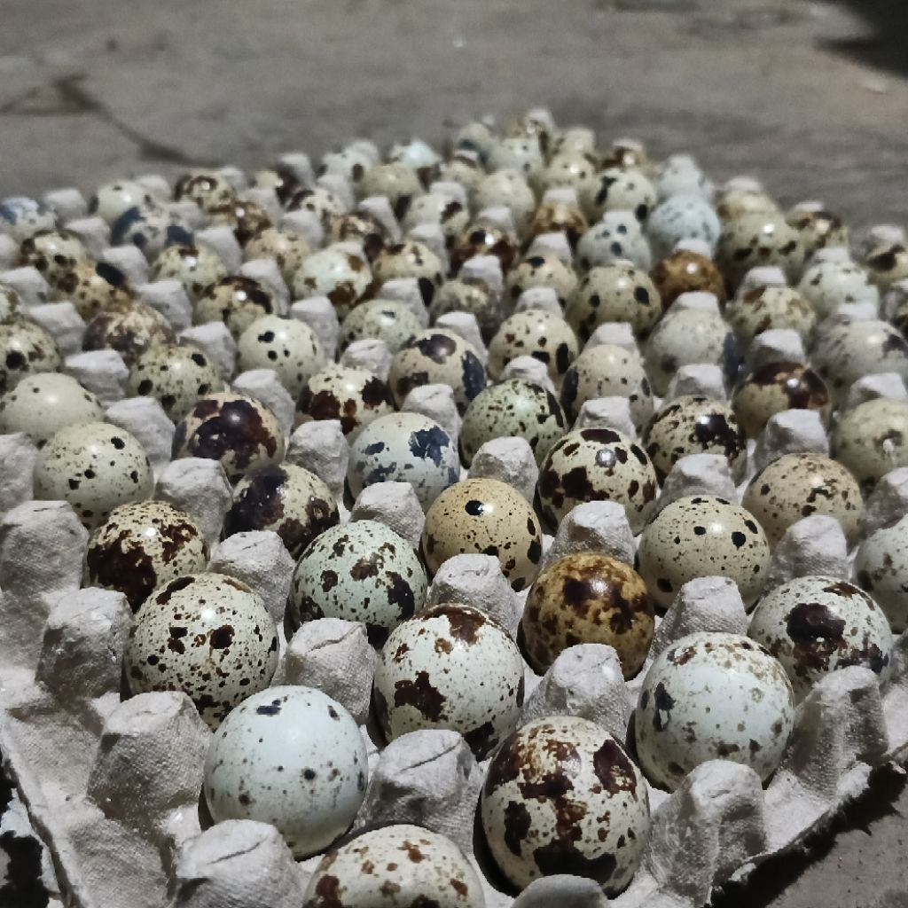 Telur puyuh 1Kg || Telur puyuh mentah konsumsi 1kg segar