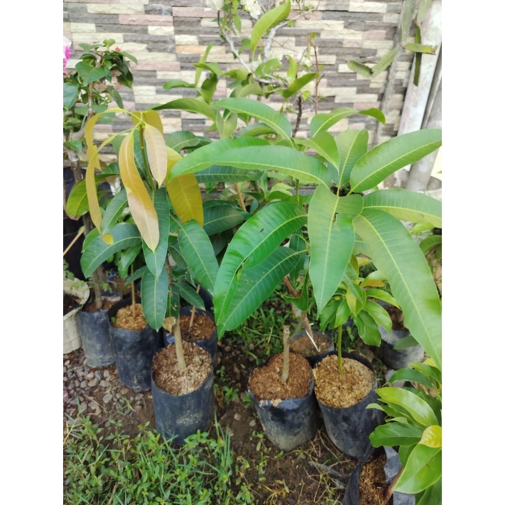 bibit mangga kiojay hasil cangkok tinggi +-30cm