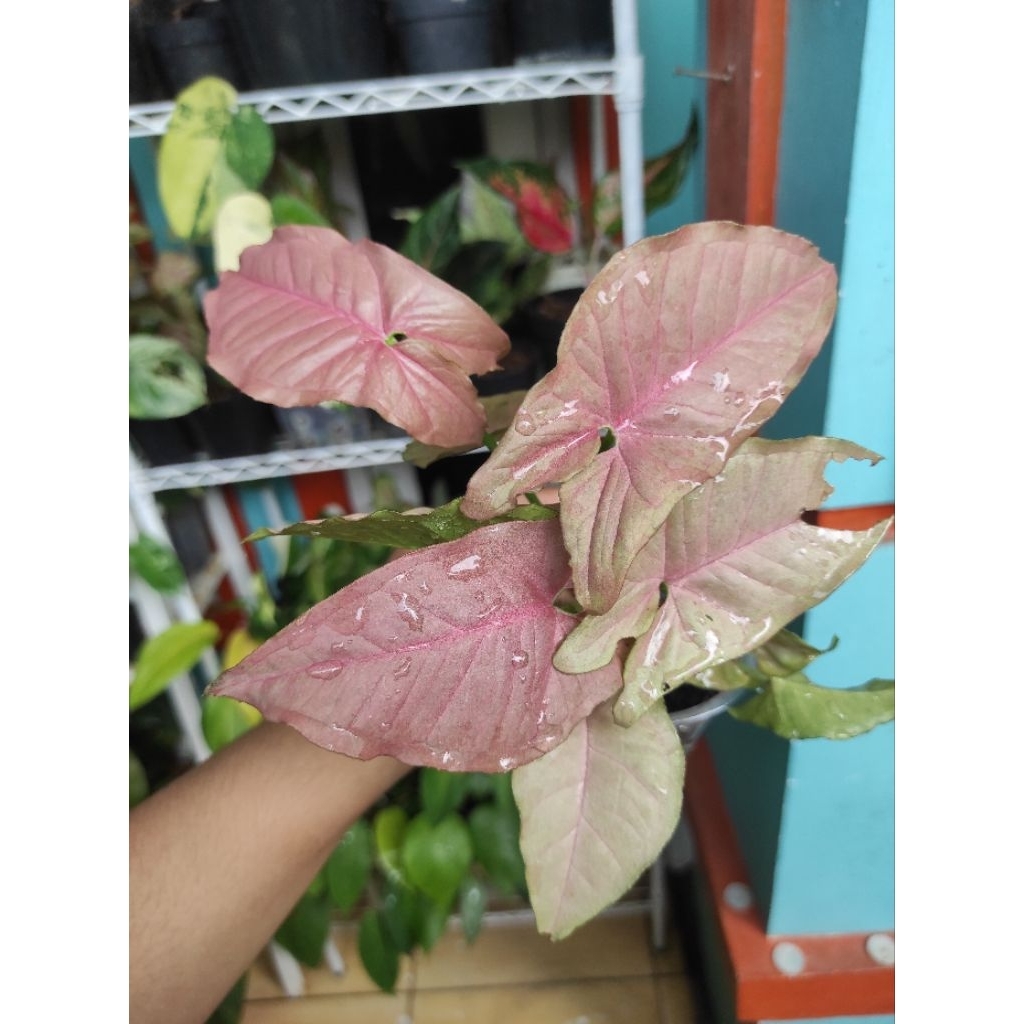 syngonium pink robusta
