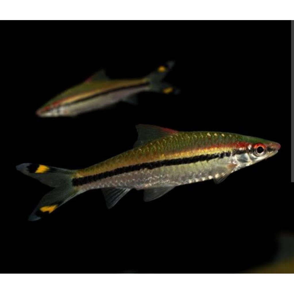 TERLARIS, Ikan Tertera Denisoni barb, ikan hias air tawar aquarium aquapece