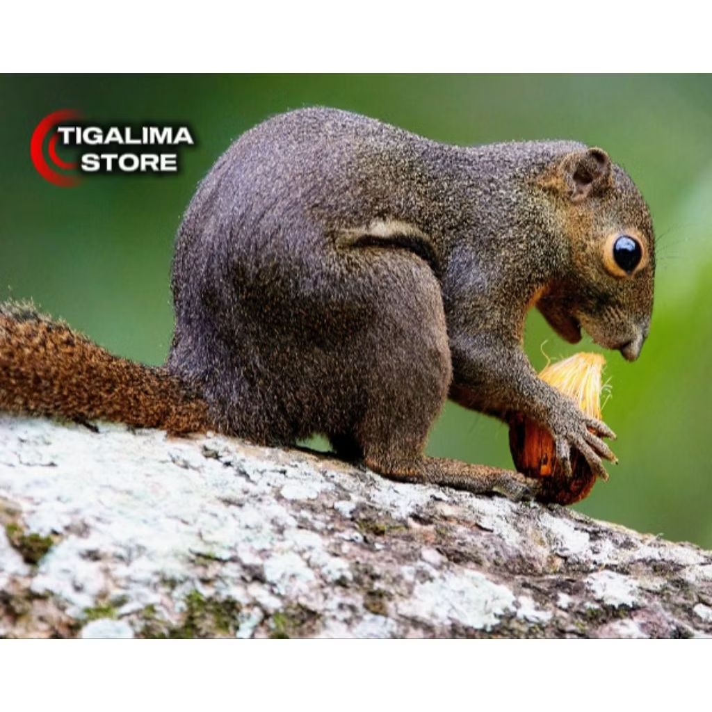 TUPAI KELAPA BAJING KELAPA DEWASA
