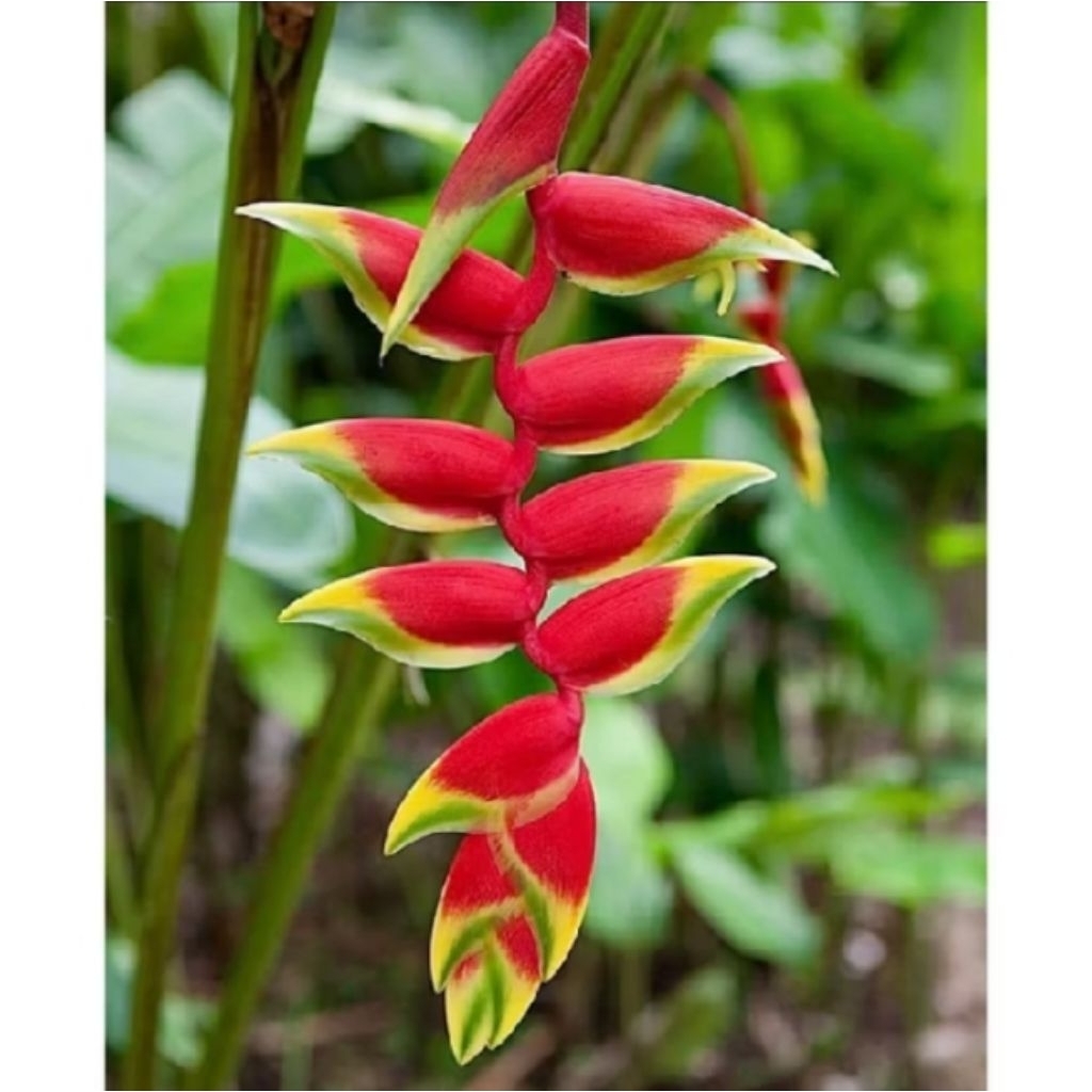 Promo [Bisa cod] Tanaman Hias Heliconia Rostrata / Heliconia Pisang Renteng