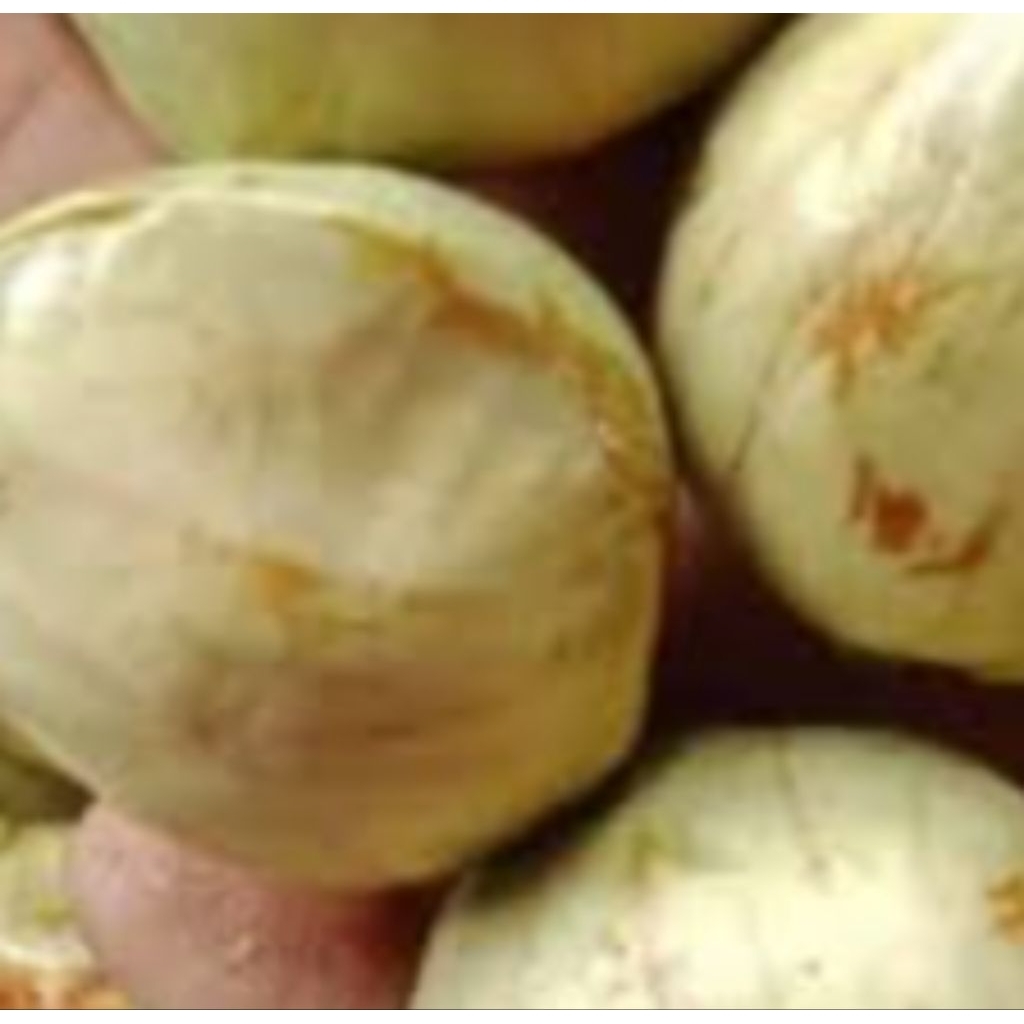 jengkol.tua.1kg