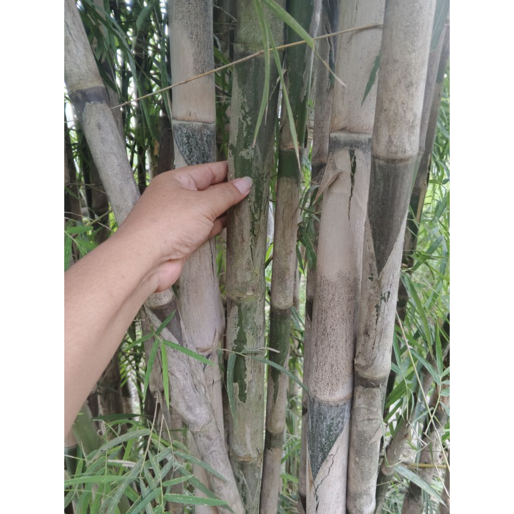 bambu tiang bendera bambu tiang umbul umbul