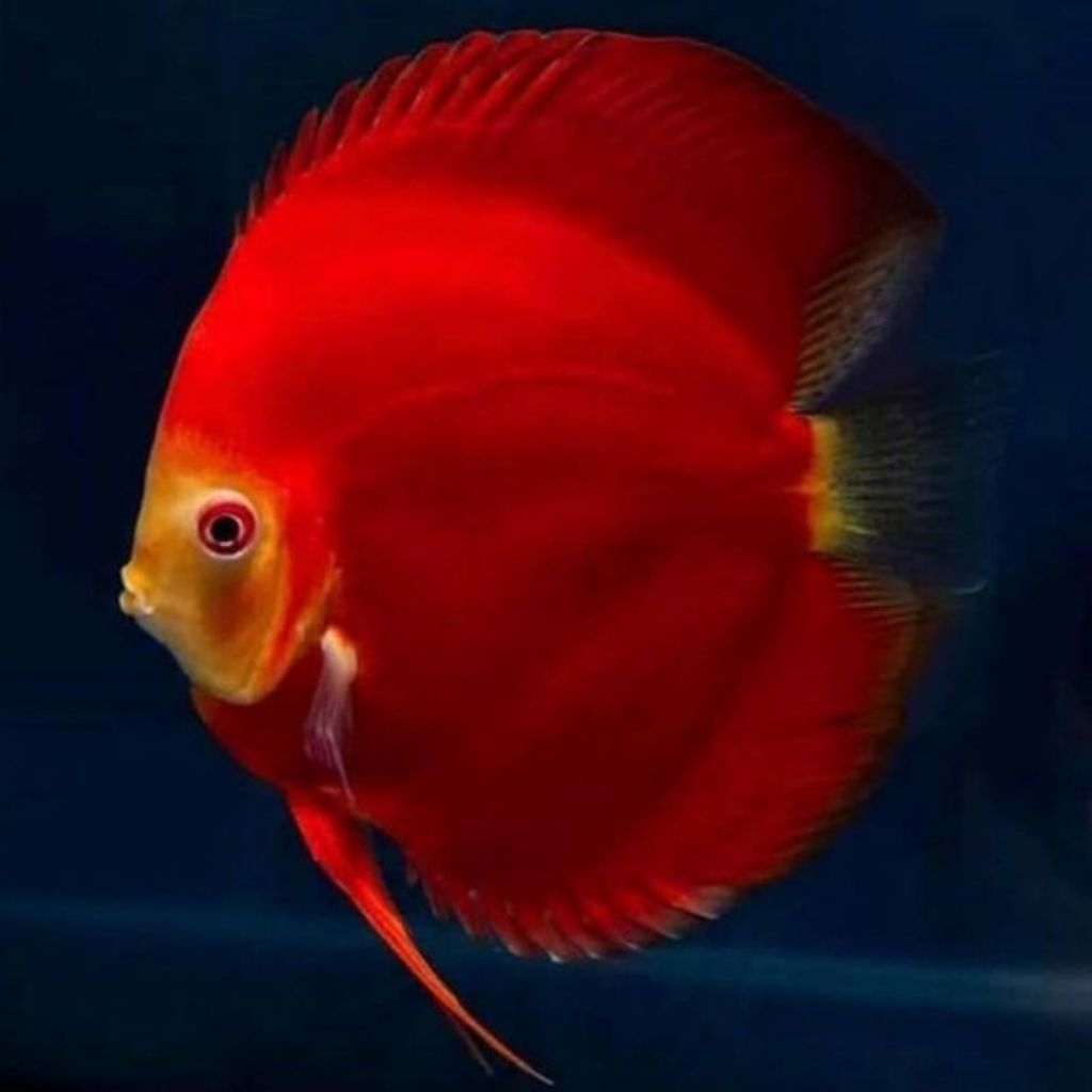 Terlaris  Discus Sun Red