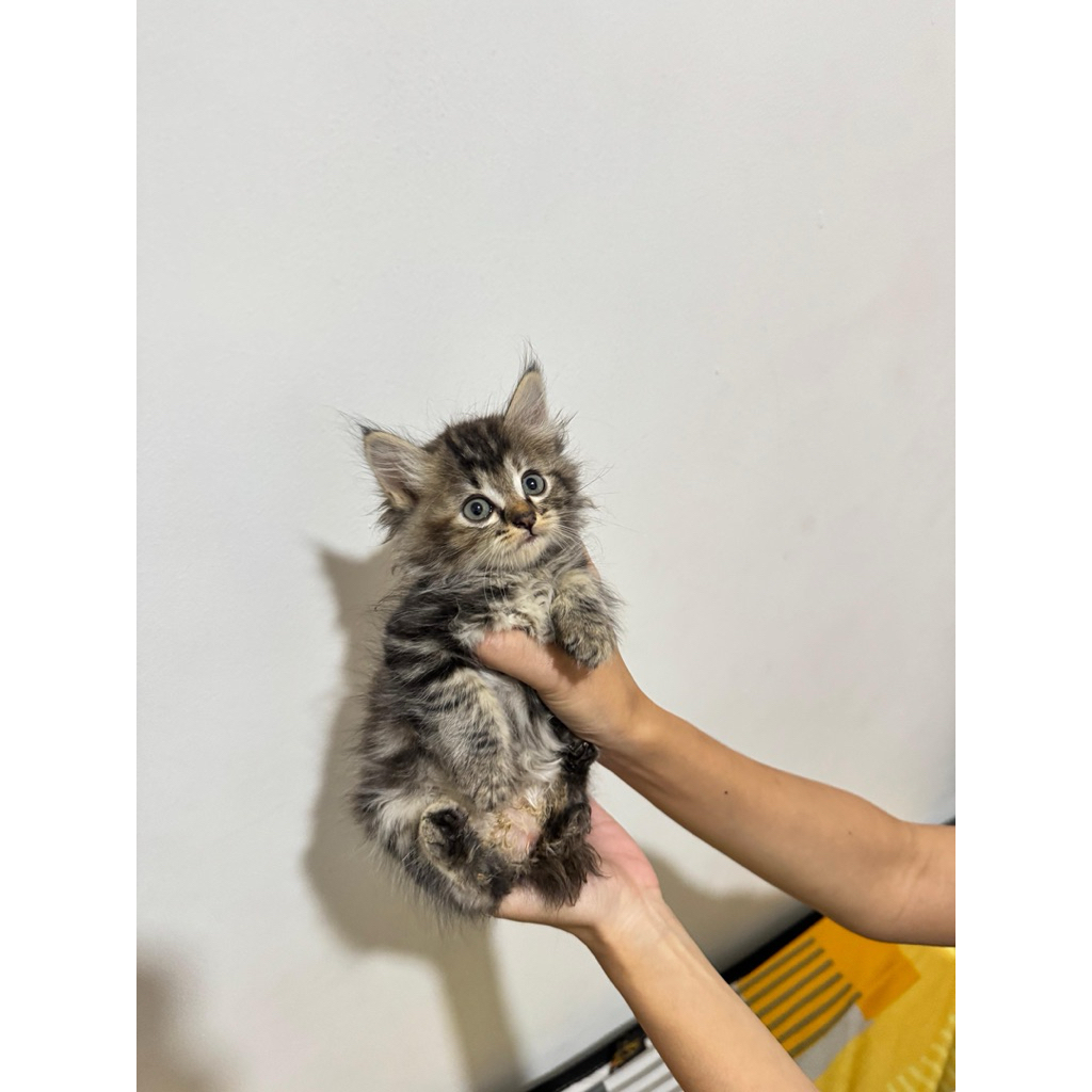 Kitten Persia Marble