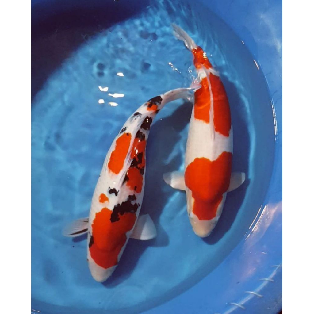 PROMO MURAHH KOI SHOWA&KOHAKU 2 EKOR SUPER CANTIK BLITAR GRADE A++