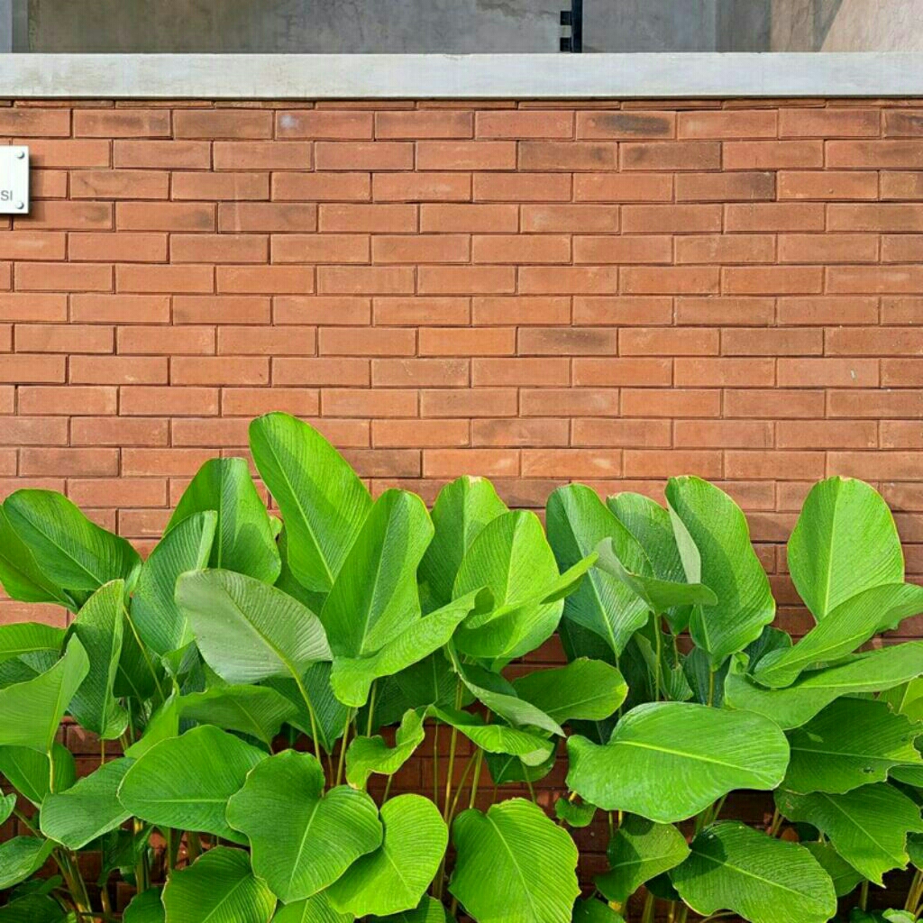 CALATHEA PISANG PISANGAN//CALATHEA LUTHEA//