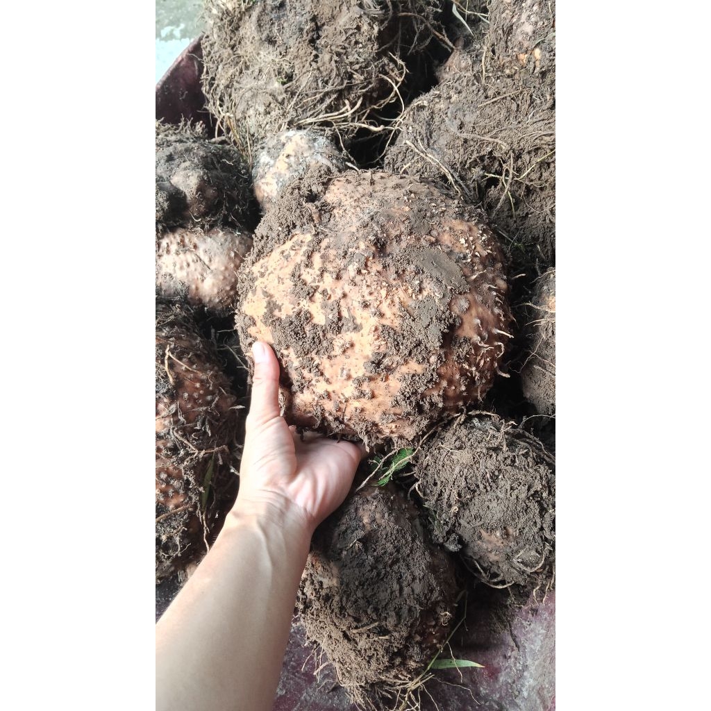 UMBI PORANG