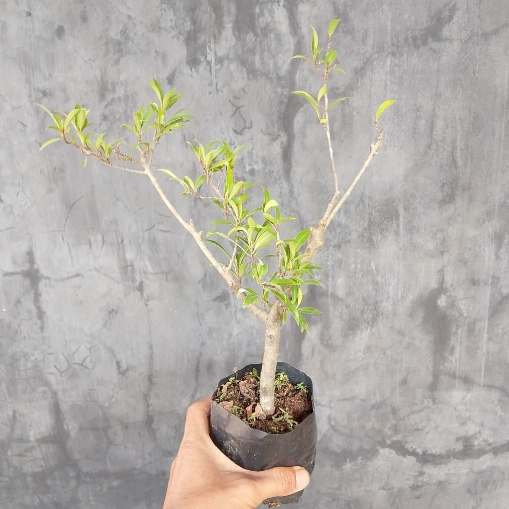 Beringin arjuna bahan bonsai