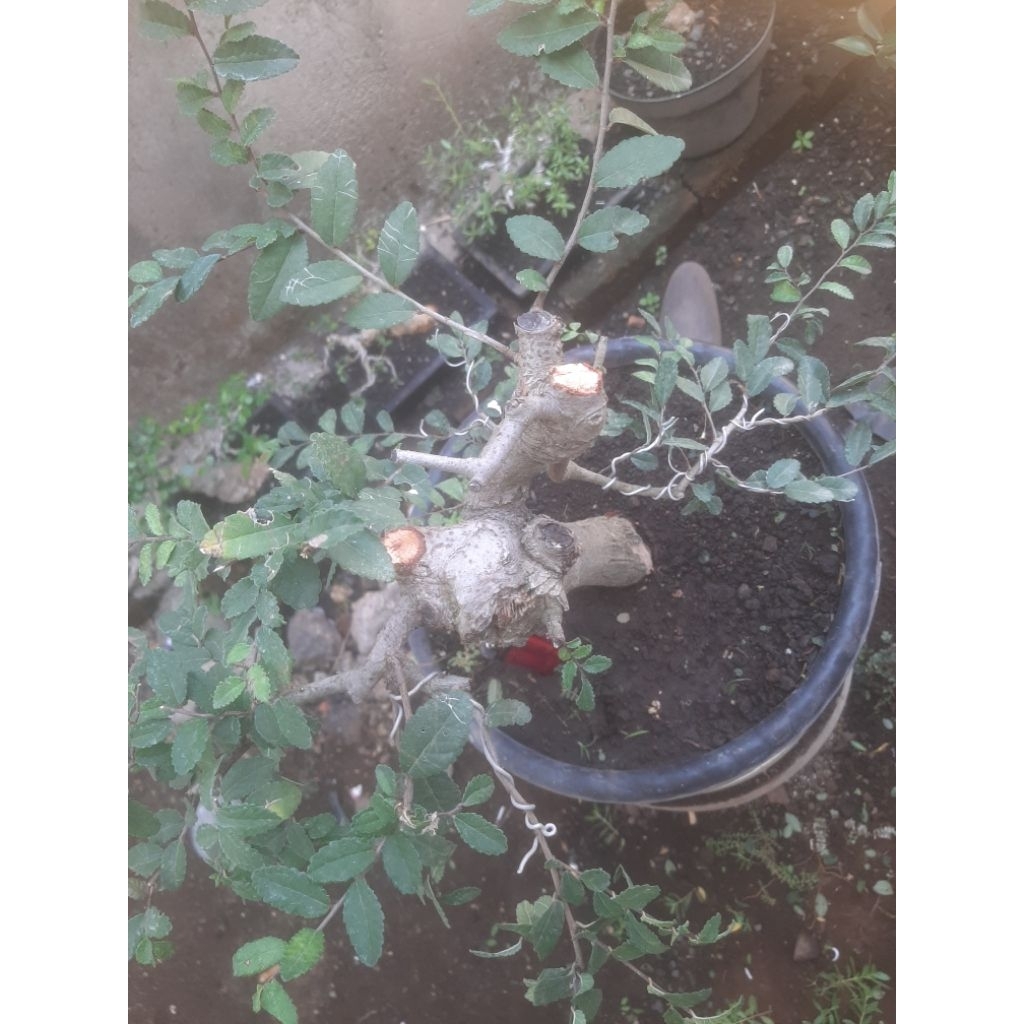 Bonsai Bahan Ulmus Micro Unik Sesuai Foto
