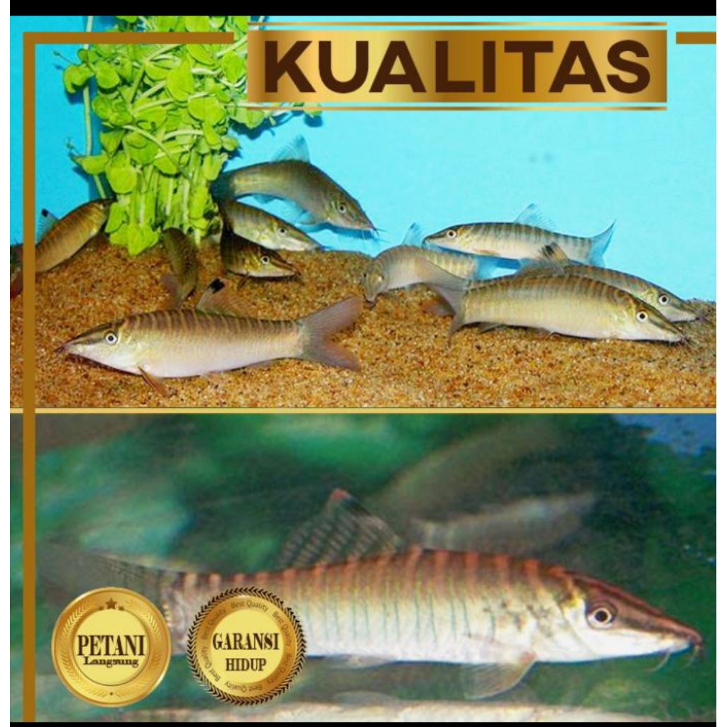 Jumbo Botia Green Tiger Ikan Hias