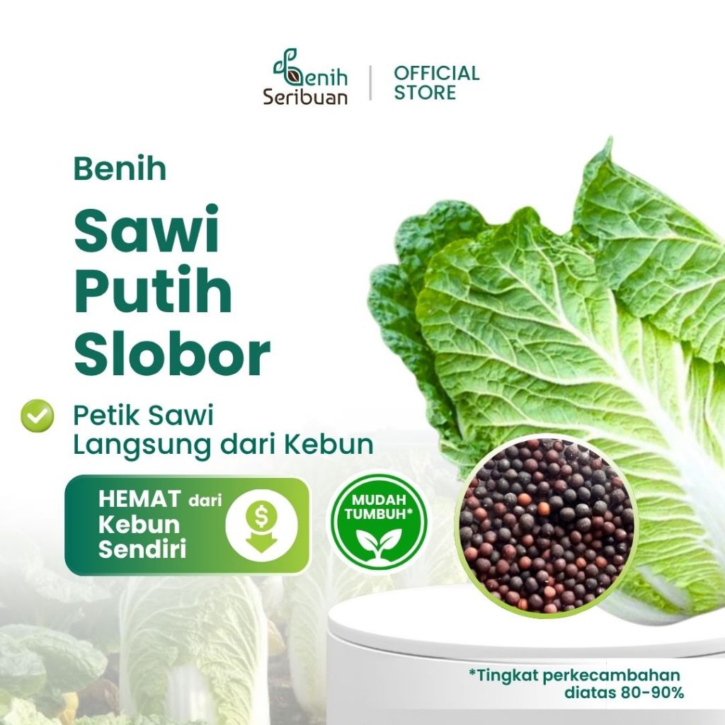 25 Benih Sawi Putih F1 Hibrida Dataran Rendah dan Tinggi
