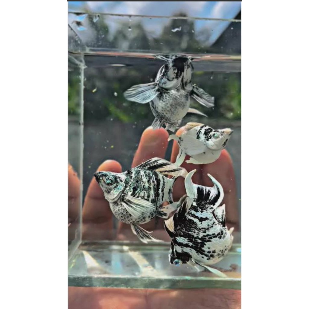 FAVORIT Molly Zebra Lyretail atau Roundtail Kebutuhan Aquarium