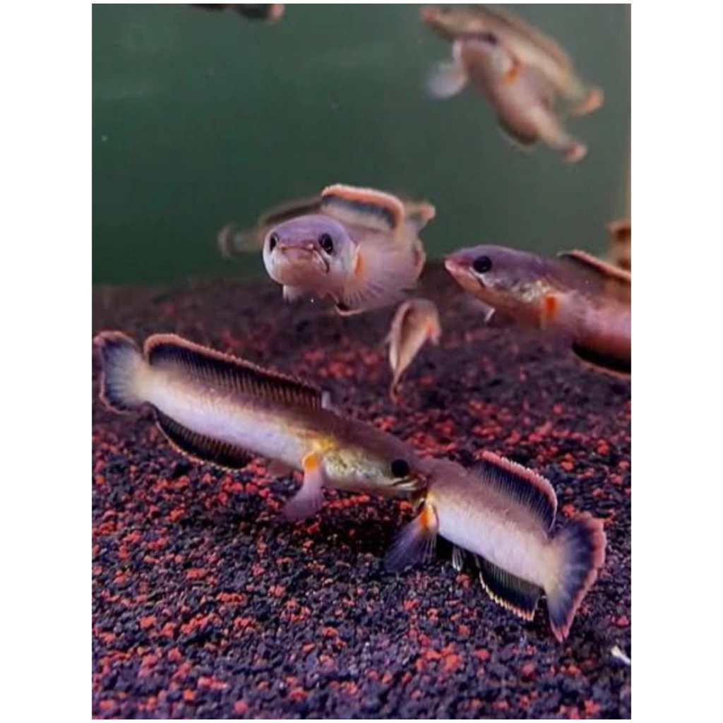 baby limbata 3-6cm calon rim pedas
