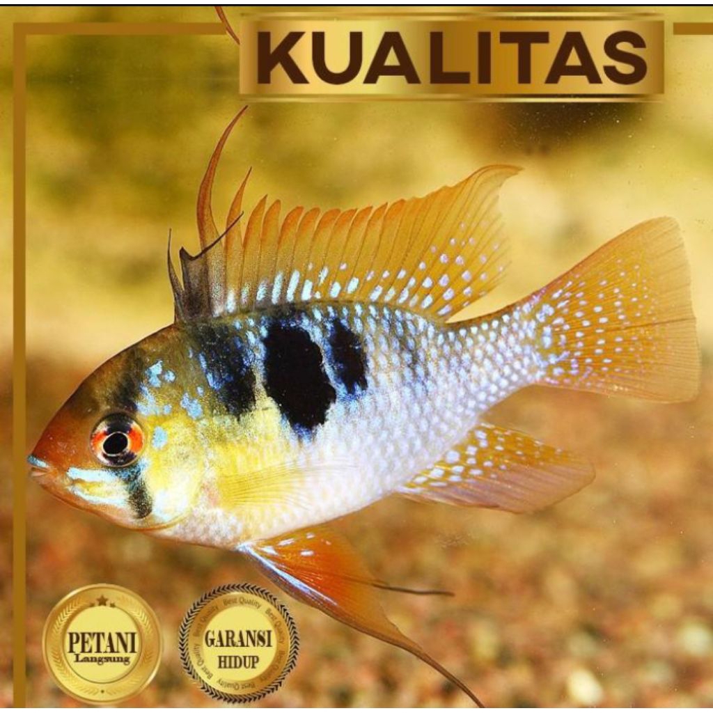 Ramirezi Cichlid Ikan Hias Aquascape Hiasan