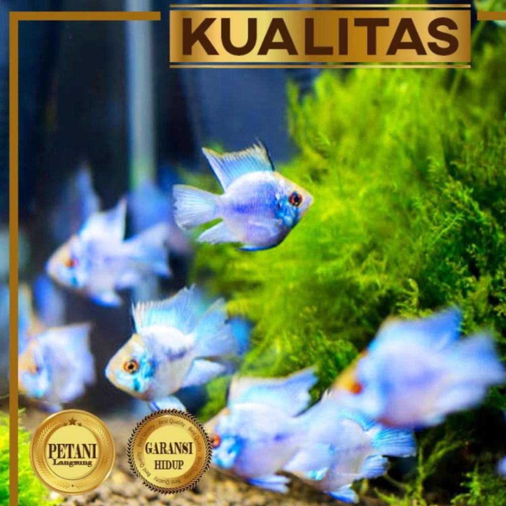 Cichlid Blue Electric Ikan Hias Aquascape