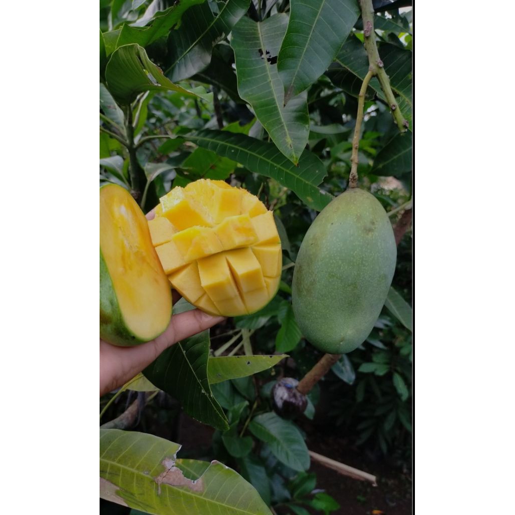 Indukan mangga manalagi (berbunga)