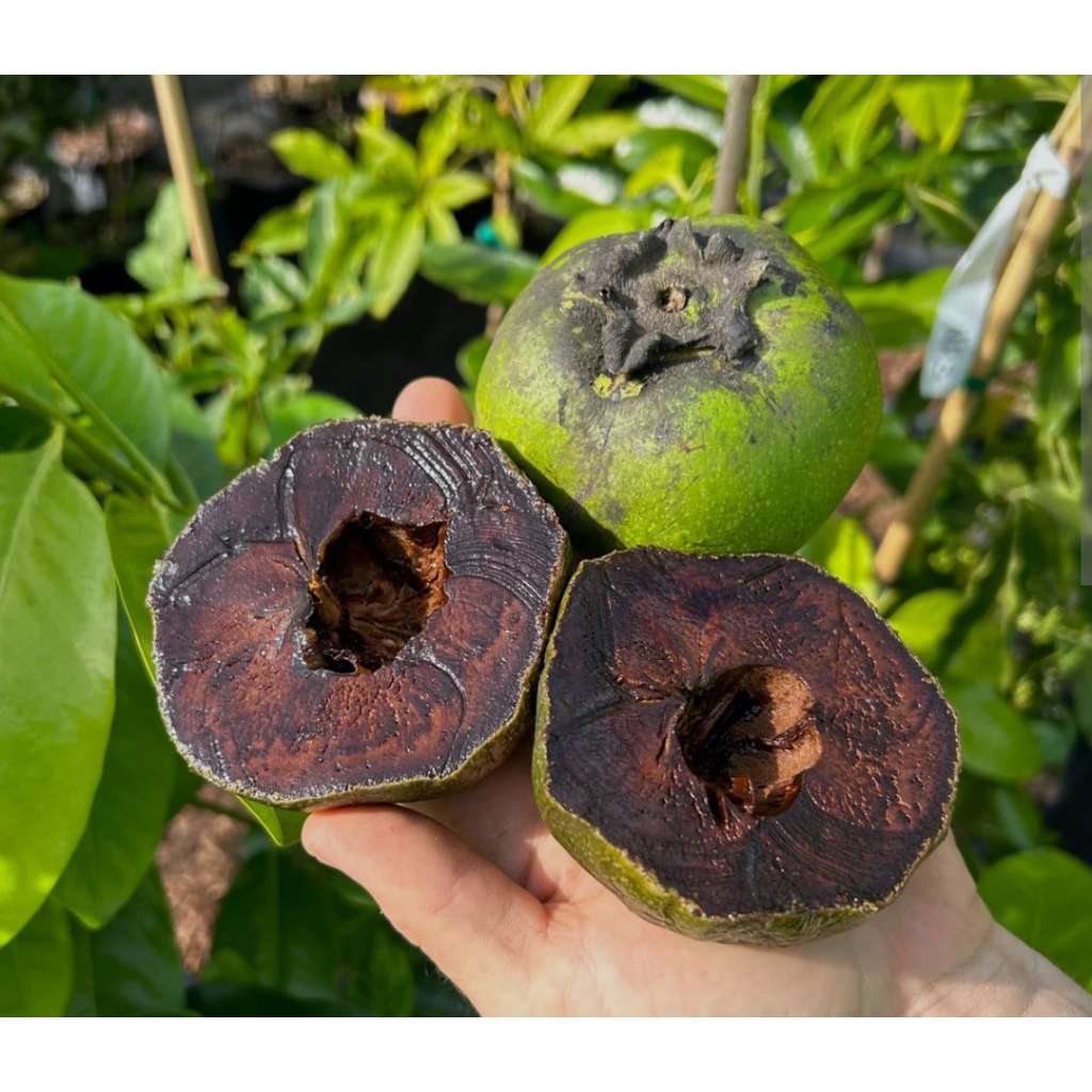 Indukan black sapote giant (berbuah)