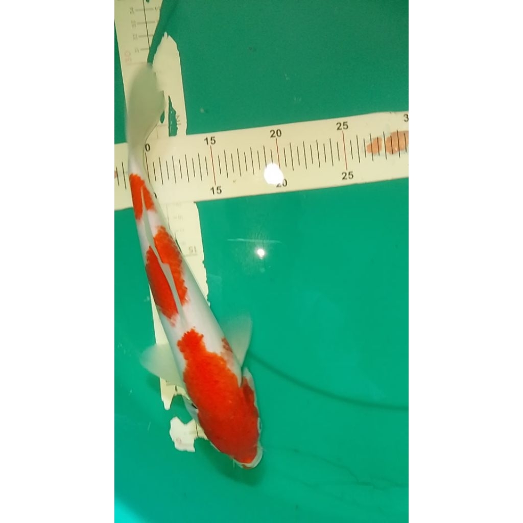 Ikan koi jenis Kohaku 30cm jantan
