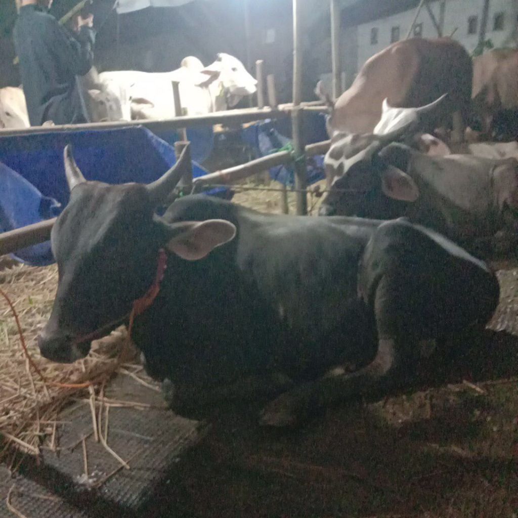 hewan sapi hidup untuk qurban kurban free ongkir Jabodetabek