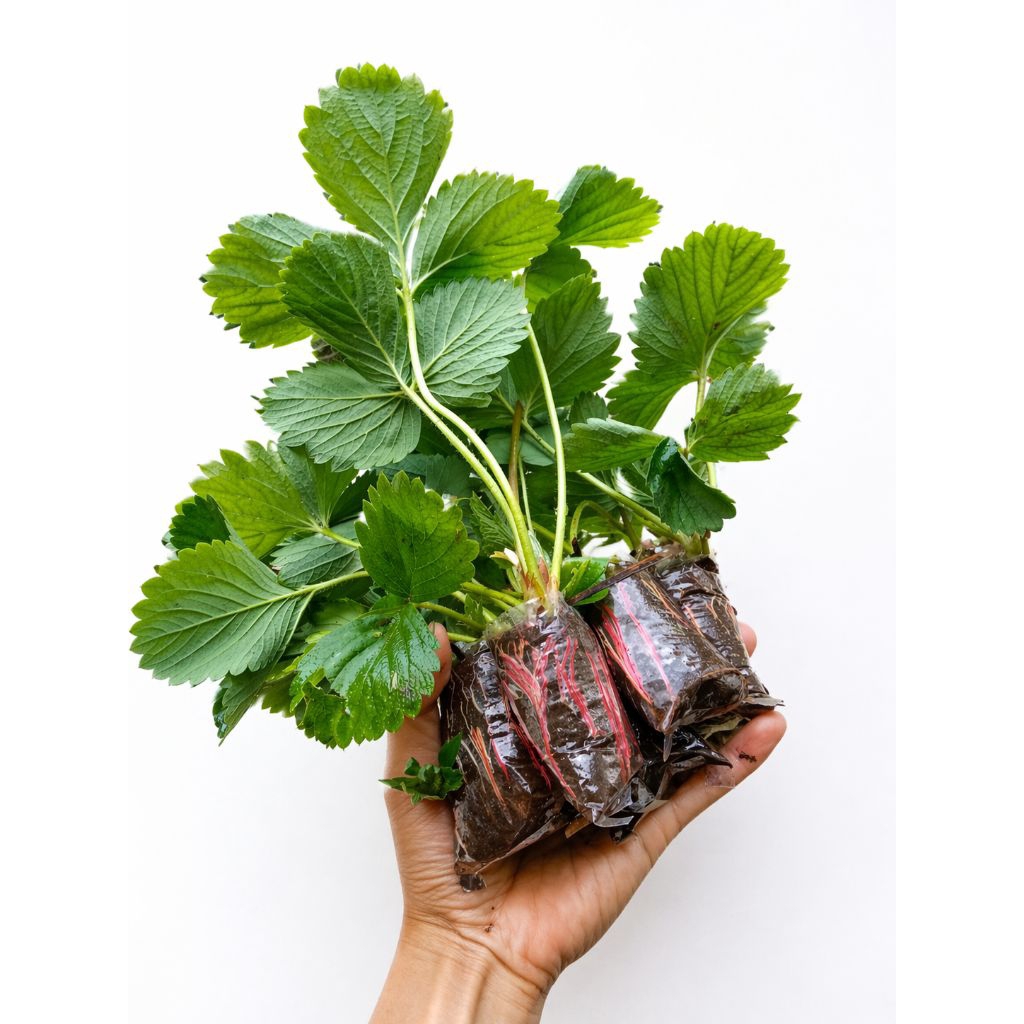 Bibit strawberry mencir - bibit poho stroberi manis jumbo - dataran rendah