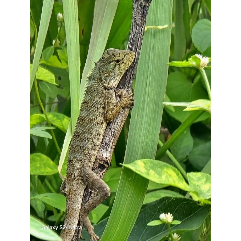 BUNGLON SURAI JUMBO / LONDOK TAMAN (Calotes Versicolor) - Reptil Eksotis Bisa Berubah Warna - Peliha