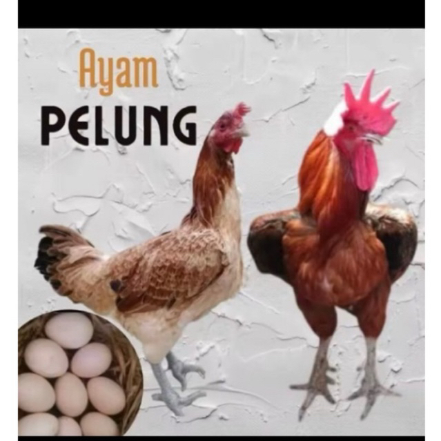 Telur ayam pelung jumbo super untuk di tetaskan
