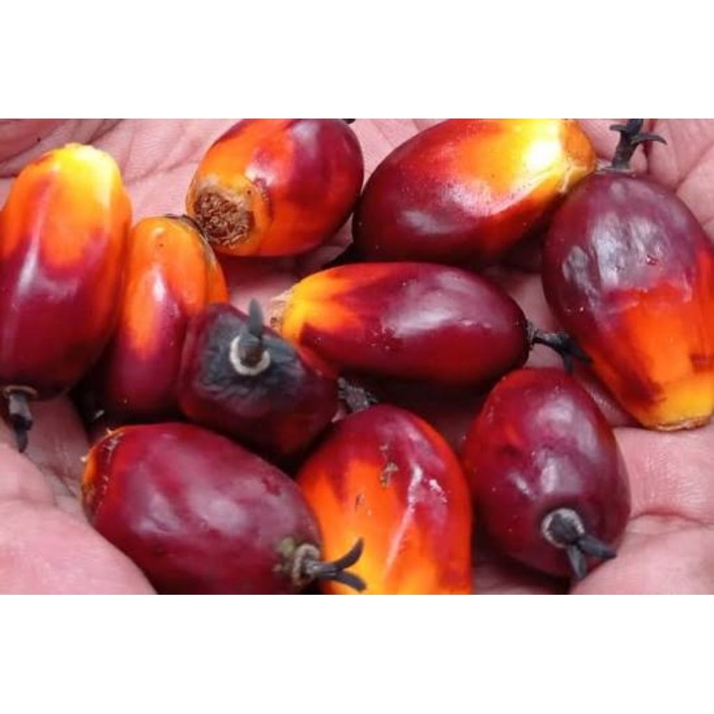 Buah kelapa sawit pakan ikan 40 biji