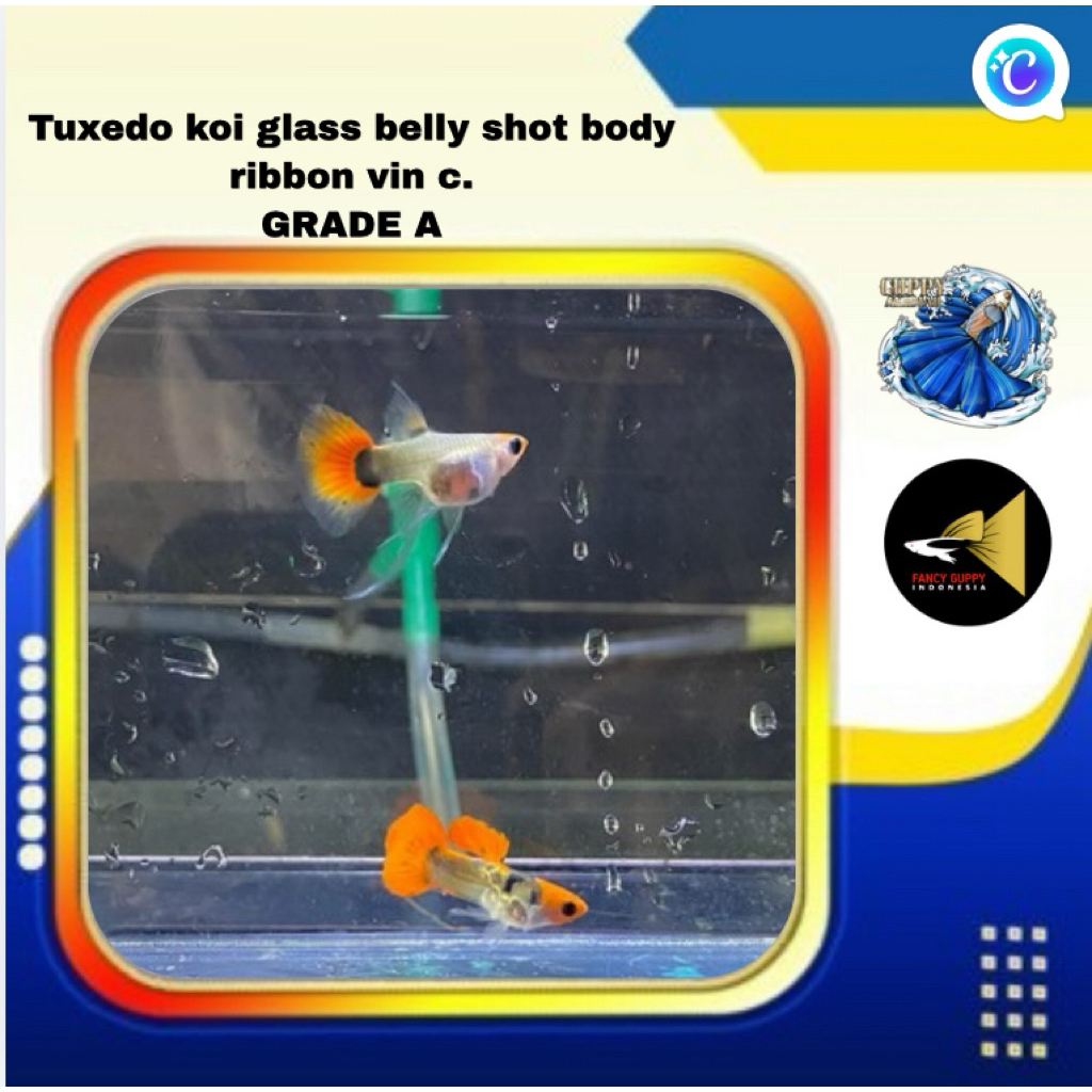 guppy Tuxedo Koi glass belly shot body ribbon vin c, satu psang grade a. hiasan aquarium