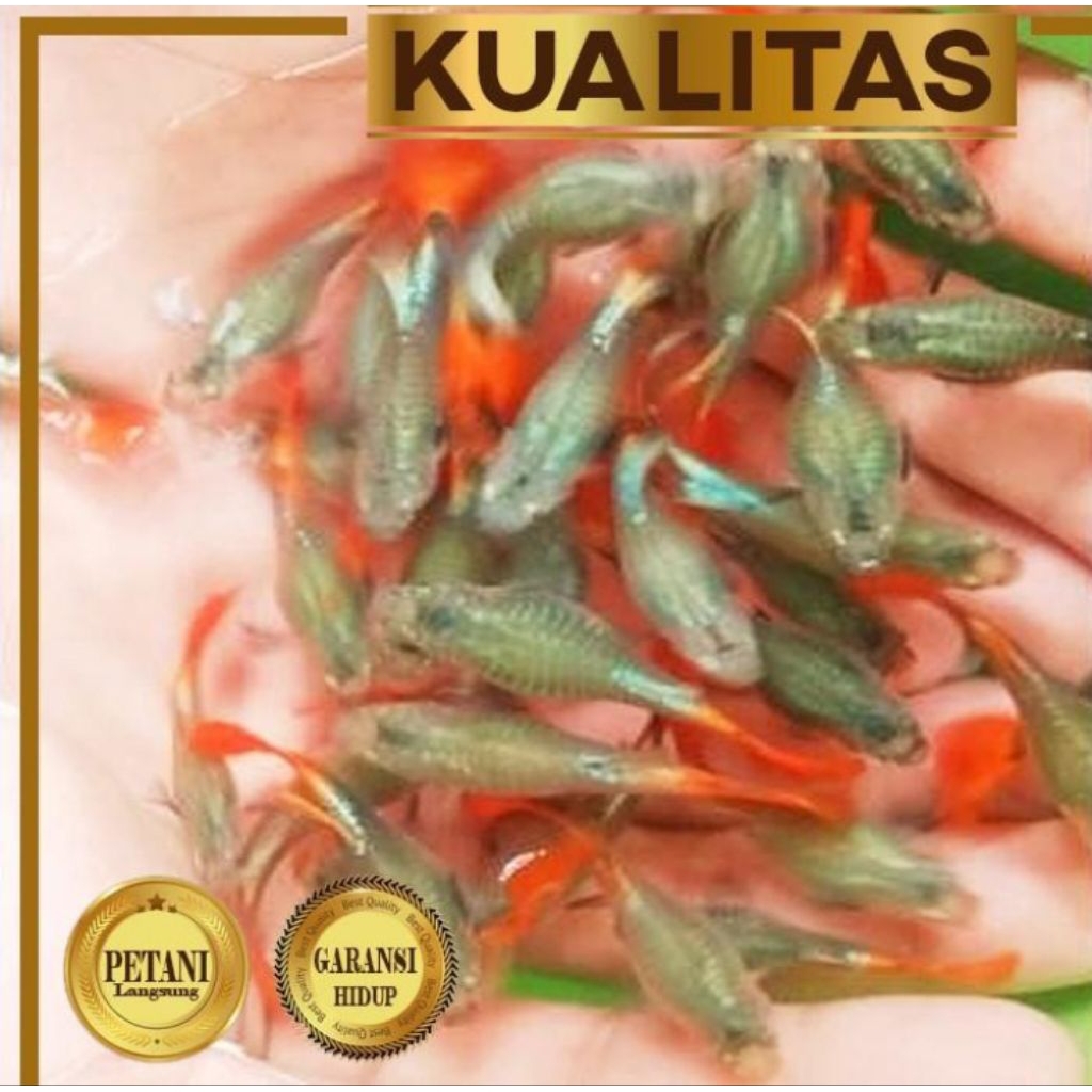 Isi 10 ekor Guppy PRTDE Betina Dumbo Ear