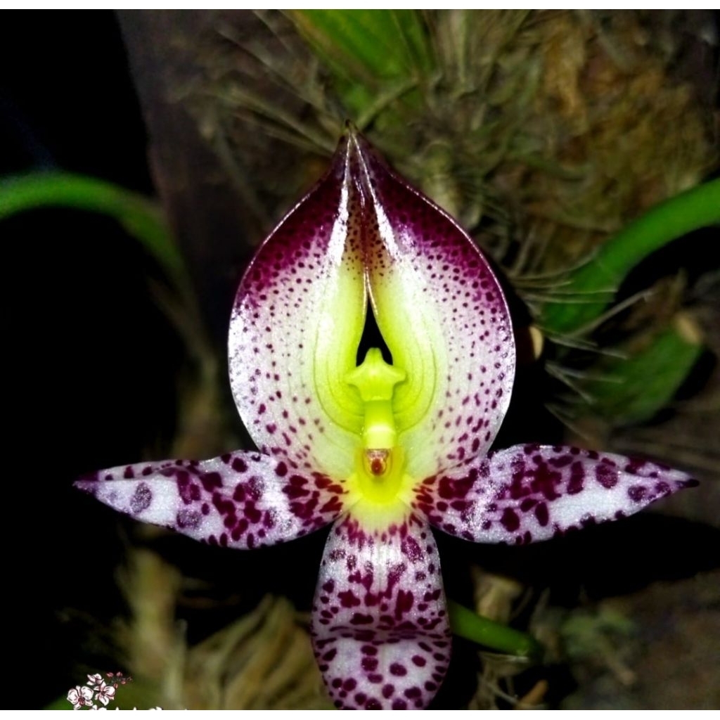 Bulbophyllum macranthum