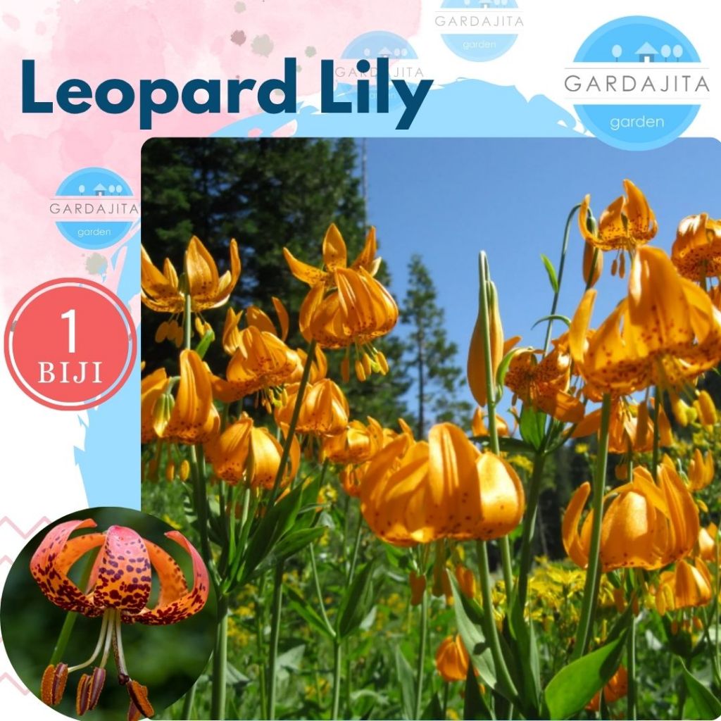 Benih LEOPARD LILY Biji Bibit Bunga